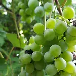 Korosec Gostinjska kuća 3*