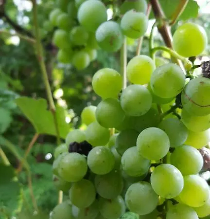 Korosec Gostinjska kuća 3*